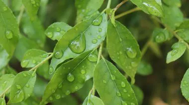 garnishing-instructions-image